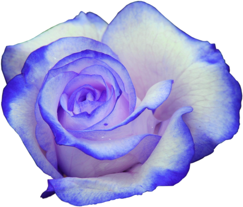 Rose Bleu - Rose Bleu Et Rose (800x694)