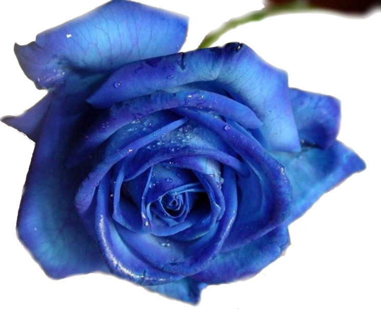 Publicat De Eu Ciresica La - 3drose Llc 8 X 8 X 0.25 Inches Mouse Pad, Blue Rose (743x605)