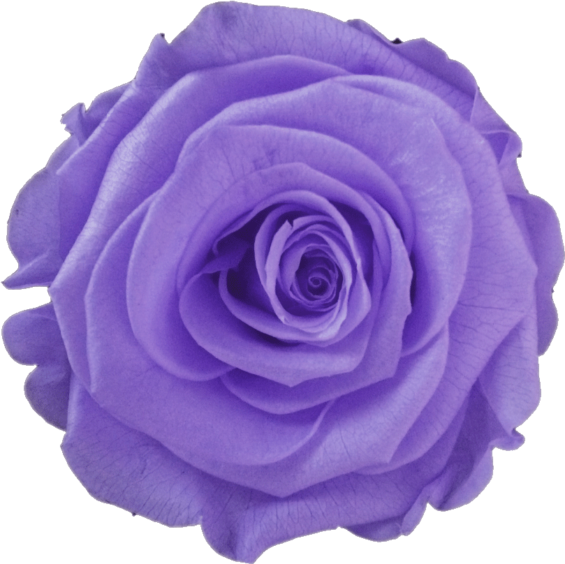 Garden Roses (1000x1250)