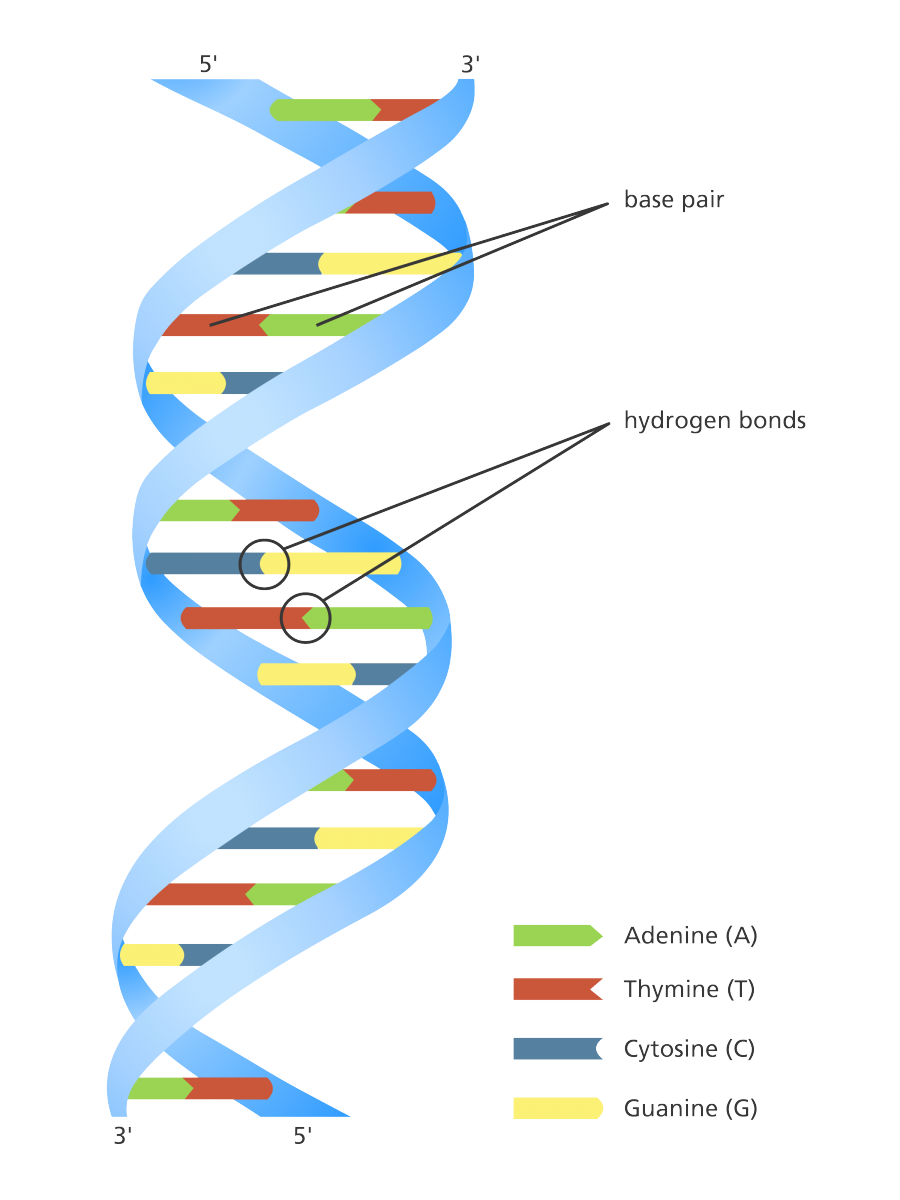 Origami Dna Model - Color Coded Dna Model (900x1200)