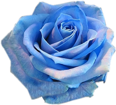 Tubes Roses - Psp Tubes Blauwe Bloemen (413x358)
