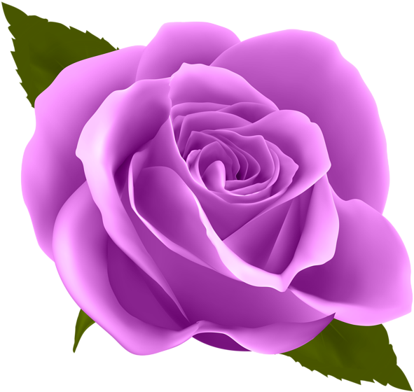 Bulk Purple Roses, Qf - Blue Rose Clip Art (600x565)
