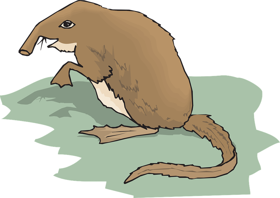 Collection Of Armadillo Clipart - Shrew Clipart (960x680)