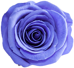 Do Not Put Any Heavy Objects Directly On The Roses - Blue Rose (498x498)