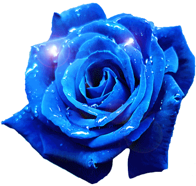 Картинки По Запросу Картинки Голубая Роза - Blue Rose Gif Transparent (400x380)