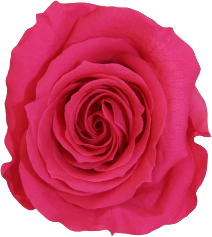 La Fabuleuse With 25 Eternal Roses - Rose (429x480)