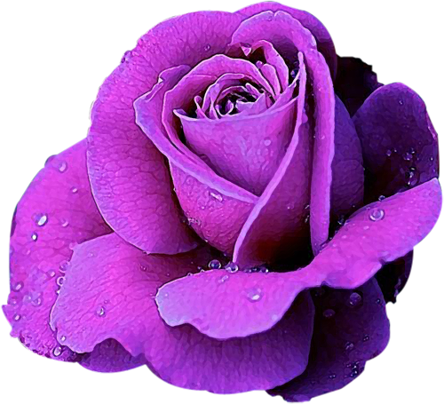 Explore Flowers Pics, Flowers Nature, And More - Mor Gül (500x455)