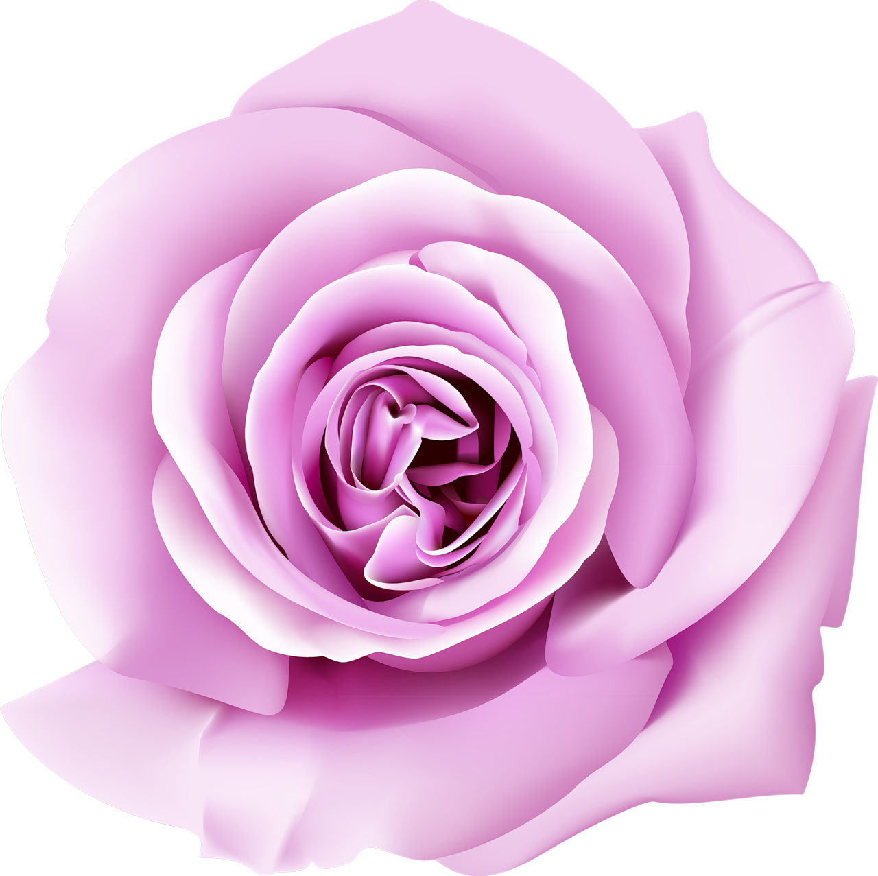 Garden Roses Wall Paper Wallpaper - Rose Flower Png 3d (1280x1277)