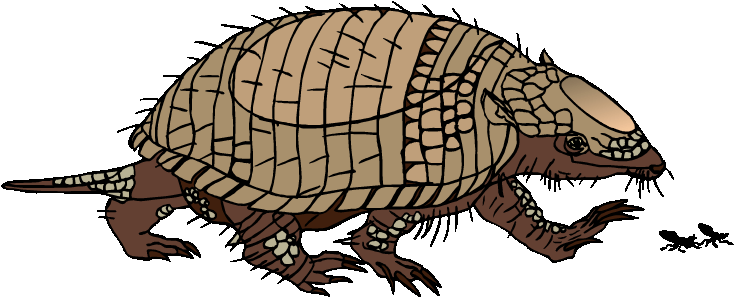 Tortoise (750x305)