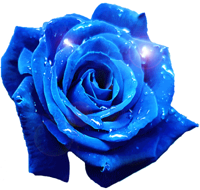 Explore Rose Gift, Blue Roses - Blue Rose Free Gif (400x380)