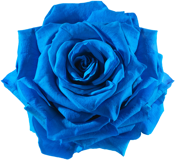 Preserved Rose Blue Electric - Rose Blue Flower Png (738x738)