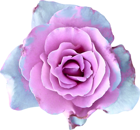 Garden Roses (570x528)