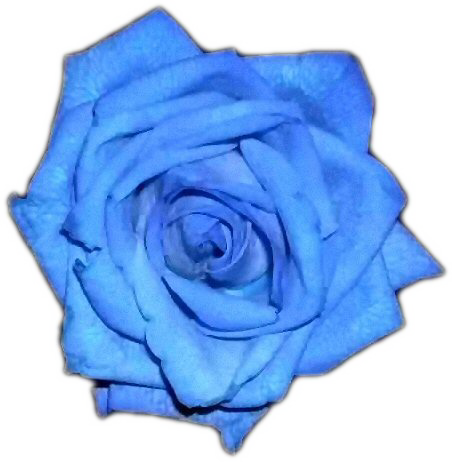 Blue Rose - Blue Rose (452x462)