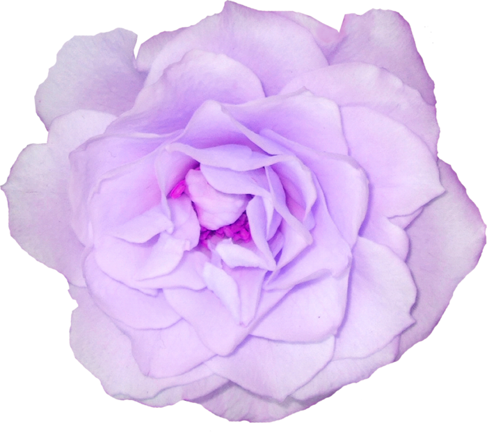 Publicat De Eu Ciresica La - Flower (700x622)