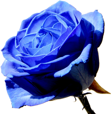 Thank You For Visiting The Blue Rose Website - Moondog Coronation Ball (450x388)