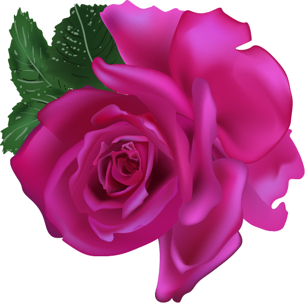 Vector Pink Roses Collection - Rose (594x590)