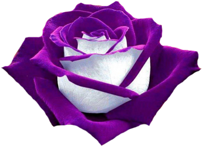 "purple And White Rose - Purple And White Rose (450x337)