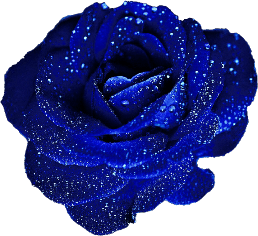 Beautiful Blue Roses Clipart - Blue Rose In Png (878x847)