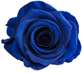 Lovely Roses Carefully Selected And Treated - Carat (498x498)