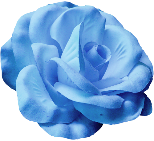 Blue Roses - Portable Network Graphics (500x459)