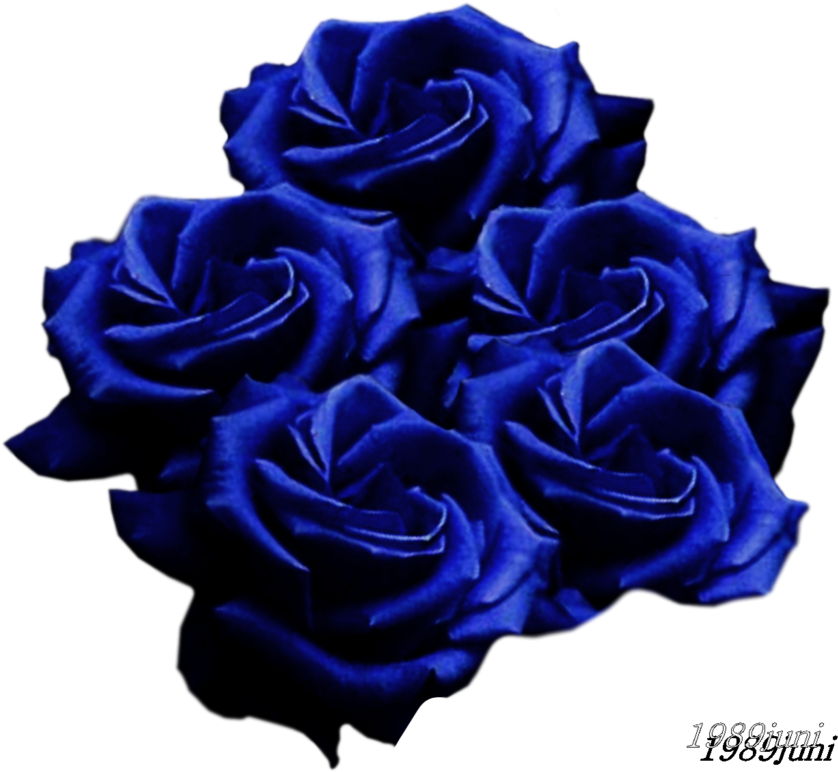 Blue Roses Black Rose (900x814) Png Clipart Download