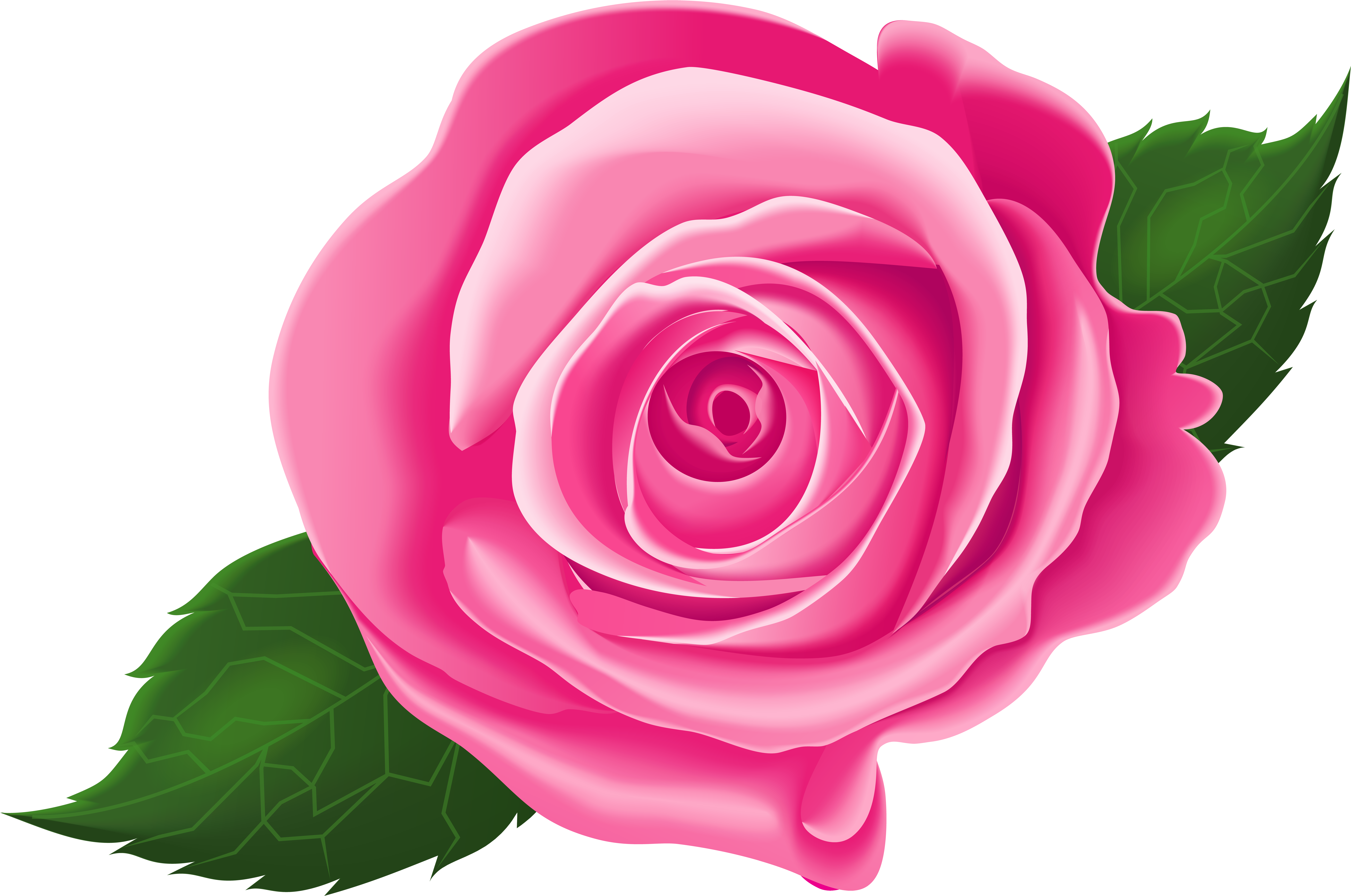 Pink Rose With Leaves Png Clip Art Image - Clip Art (8000x5329)