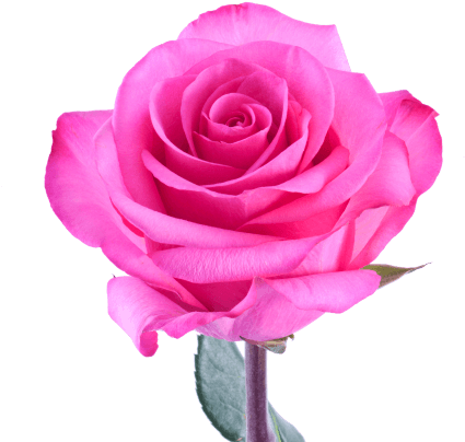 Stiletto® - Garden Roses (450x450)