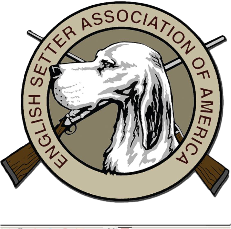 Buy Now - English Setter (772x787)