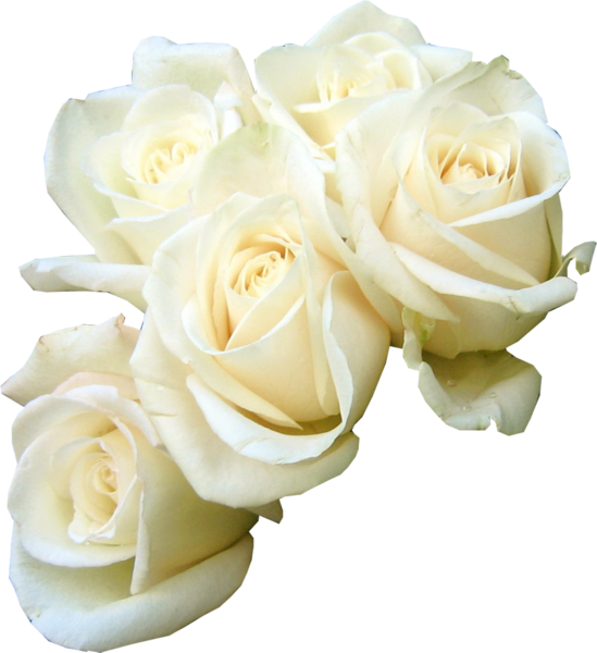 Share This Image - White Roses Psd (549x600)