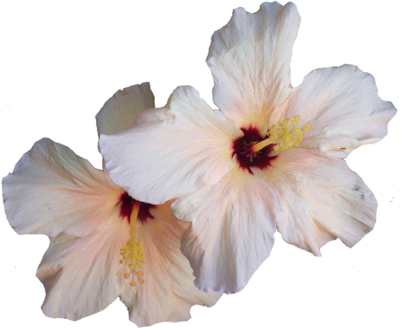 Hibiscus Png Transparent Image - White Hibiscus Flower Png (600x488)
