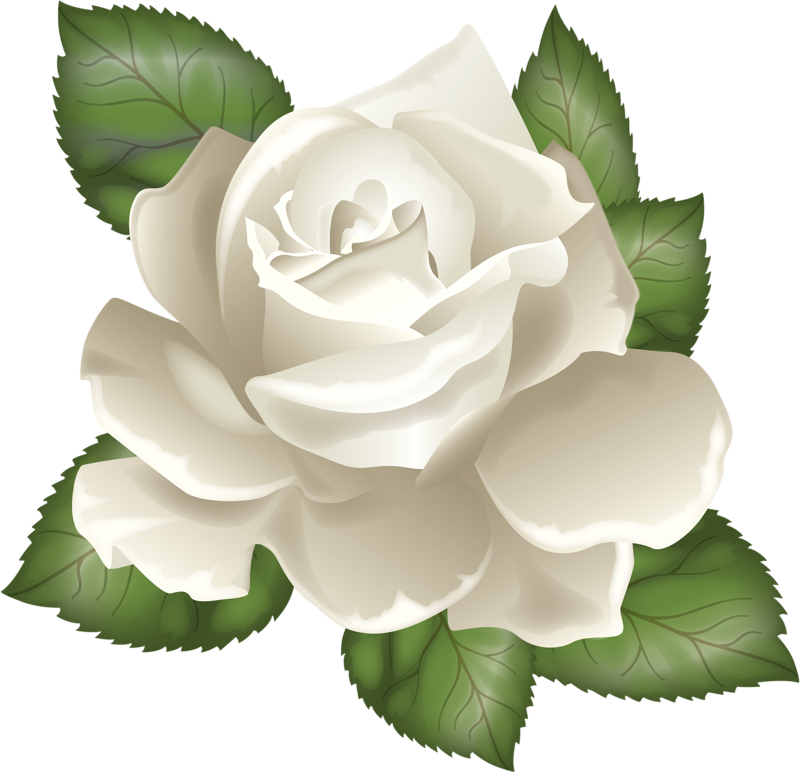 Rosa Bianca - White Rose Illustration (800x772)