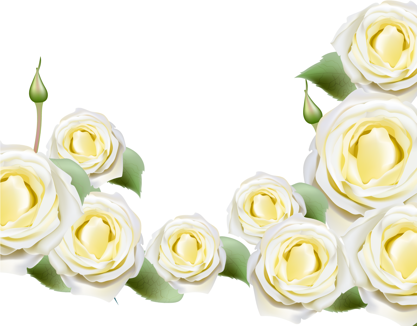 Beach Rose Rosa Glauca Flower Illustration - Garden Roses (1600x1600)