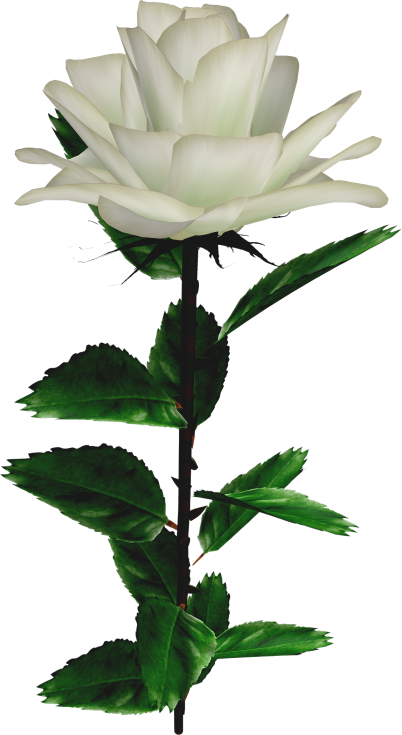 Garden Roses Rosa × Alba Flower - Белая Роза На Прозрачном Фоне (402x735)