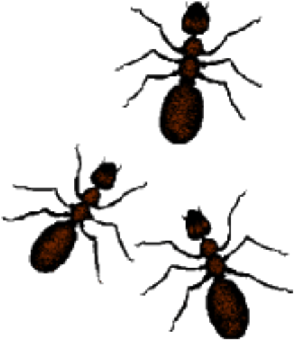 Ants Photo By Coins 2006 - Clipart Ants (430x500)