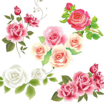 Pink White Rose Flower Vector, Pink Rose, Flower, Vector - Mothers Day 2018 Greetings (360x360)