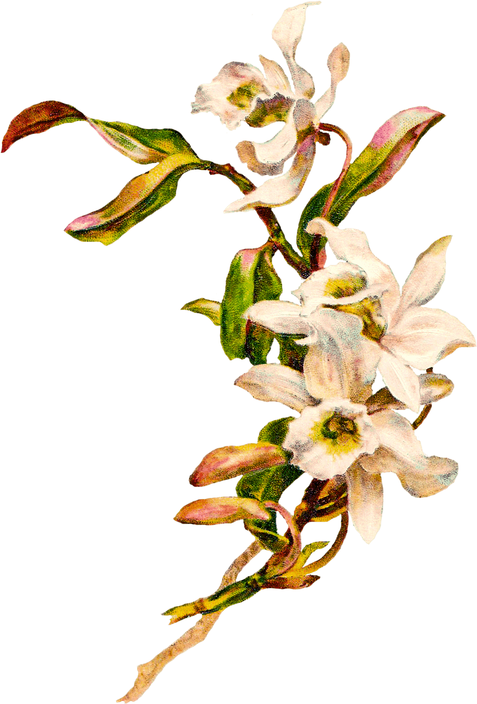 Flowers Bouquet - White Vintage Flowers Png (975x1432)