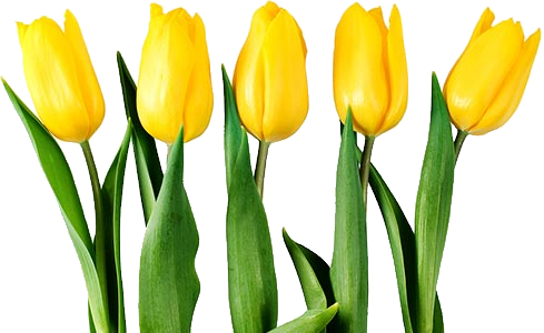 Yellow Tulips Clipart - Yellow Tulip Flower Png (489x300)