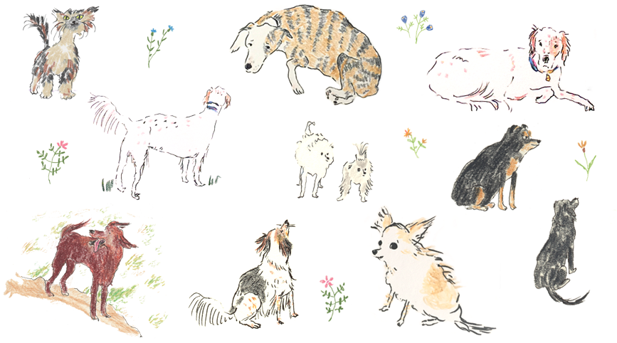 Dog - Calf (867x505)