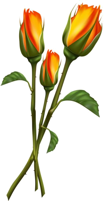 Tulip Flower Drawing - Beautiful Orange Flowers Png (385x651)