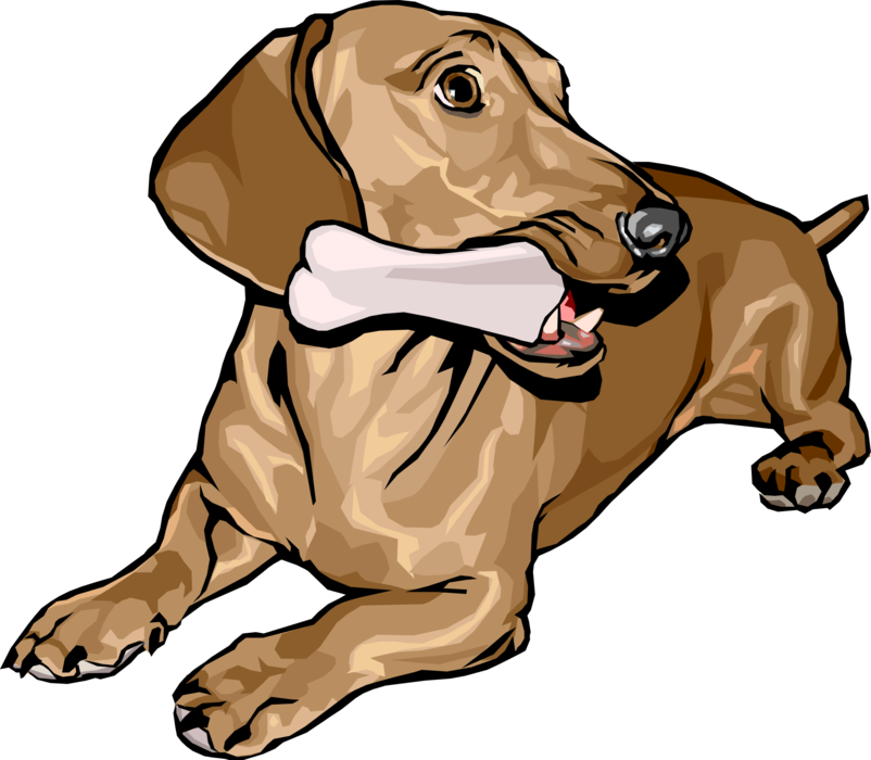 Vector Illustration Of Cute Dachshund Dog Lying Down - Dog With A Bone (802x700)