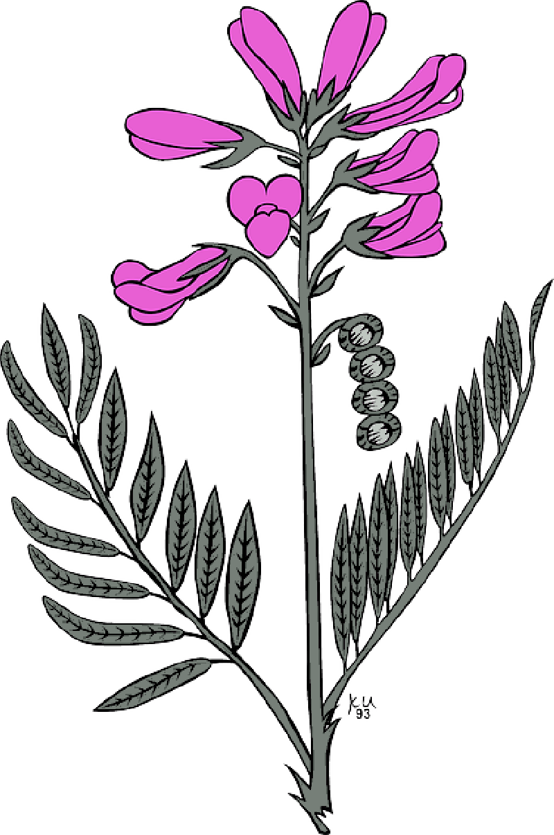 Flower, Flowers, Purple, Garden, Plant - Hedysarum Boreale (800x1207)