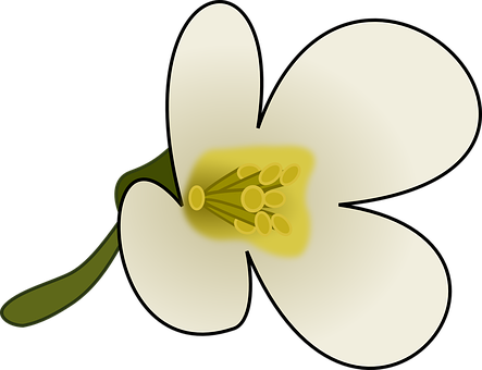 Flower, Blossom, Bloom, White, Plant - Flowers With Pollen Clipart (443x340)