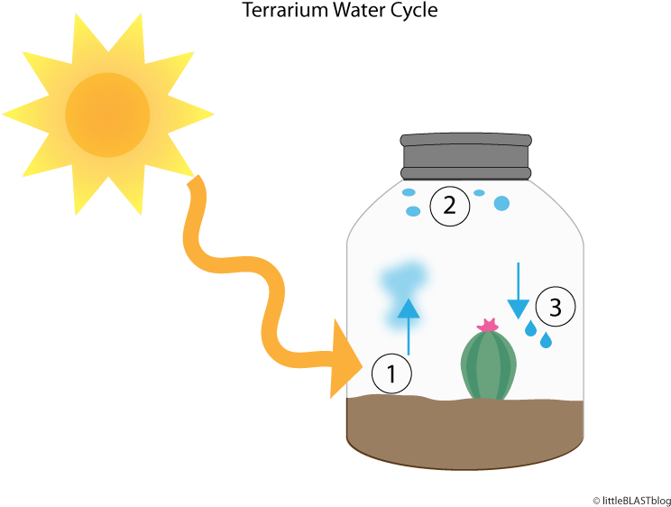 Science Behind Terrarium - Water (800x600)