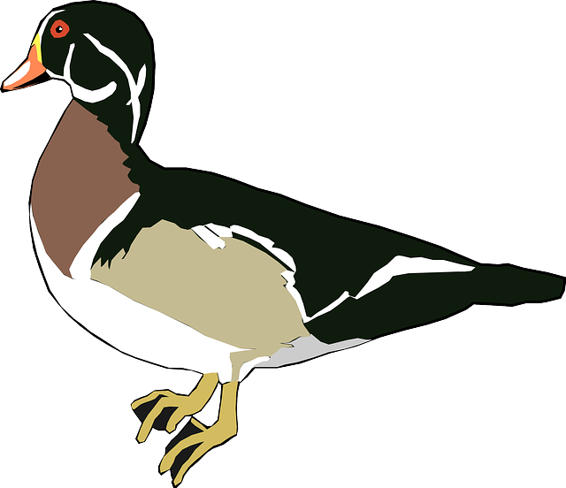 Green, White, Cartoon, Bird, Duck, Animal, Tail, And - Wood Duck Clipart (640x552)