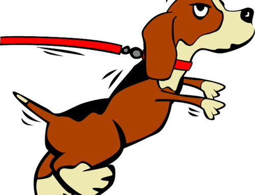 5 Day Course - Dog On Leash Clipart (500x383)