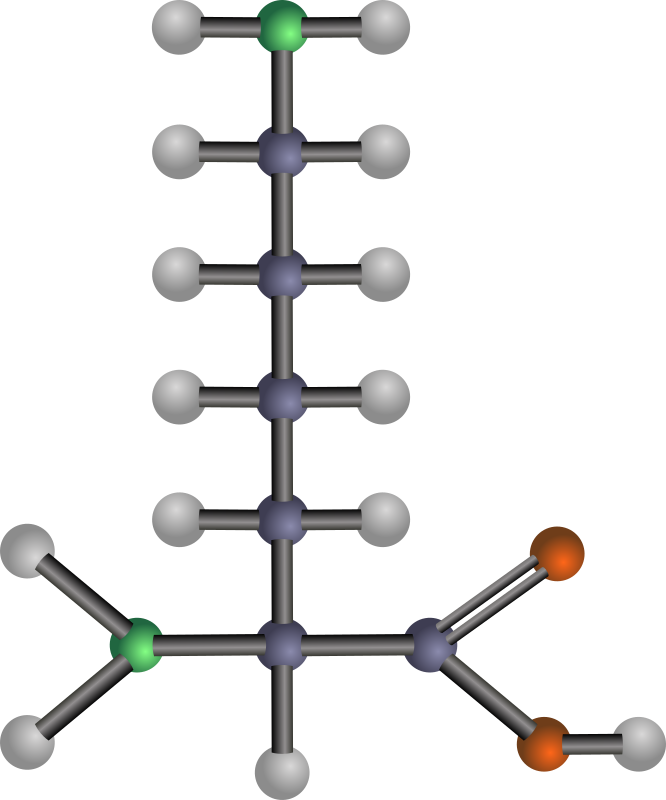 Medium Image - Model Of An Amino Acid (666x800)