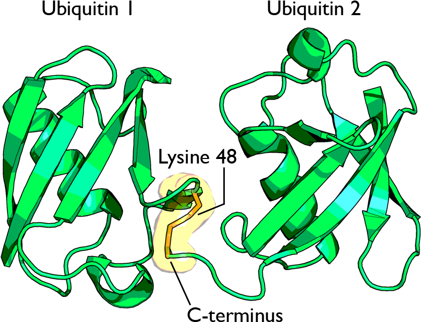Diubiquitin Lysine 48 - Ubiquitin Diagram (1100x750)