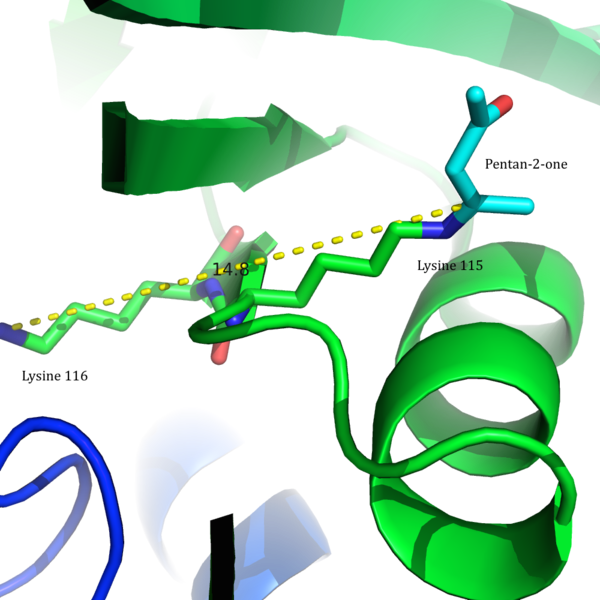 Orientation Of Lysine 115 And - Ornithine Decarboxylase Active Sites (600x600)