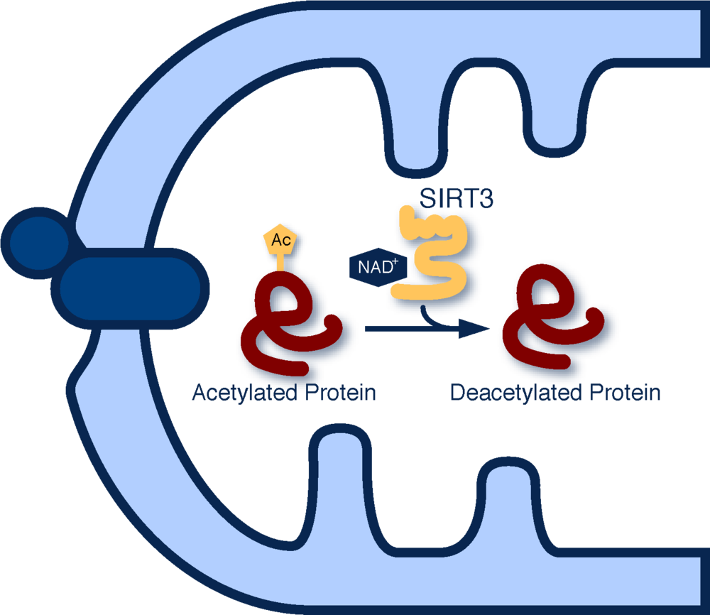 The Sirtuins Are A Large Family Of Nad -dependent Protein - The Sirtuins Are A Large Family Of Nad -dependent Protein (1000x866)
