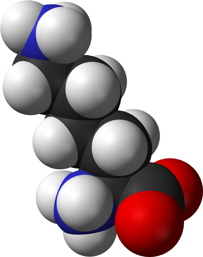 L Lysine Monocation From Hydrochloride Dihydrate Xtal - 2023 (890x1100)